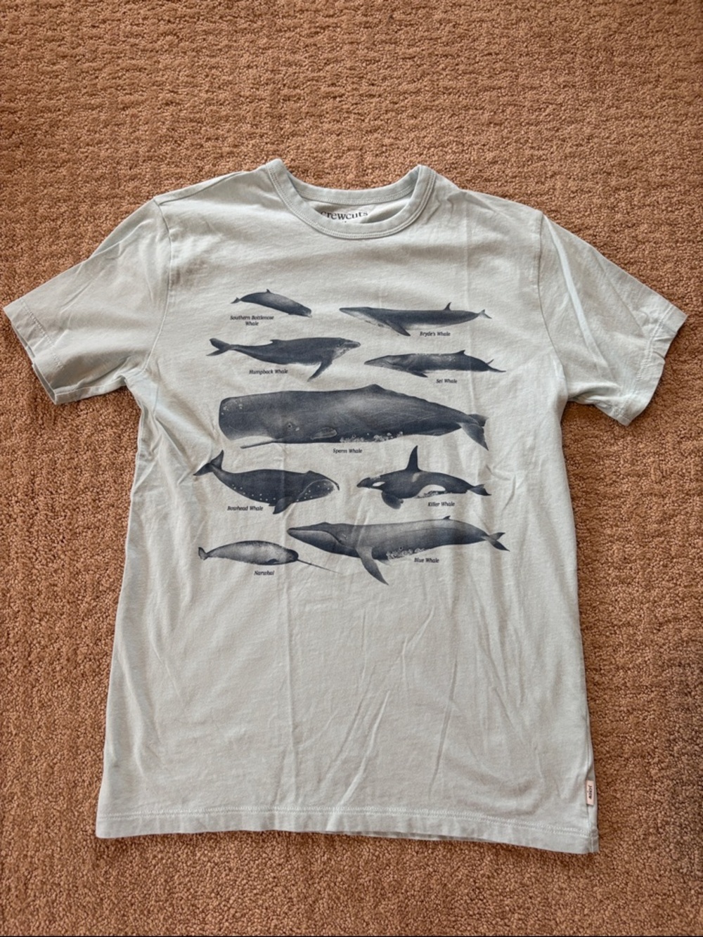 EUC crewcuts Whale Graphic Tee in Light blue size XL 12-14